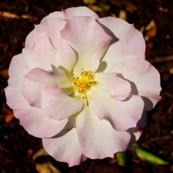 Pink Rose 2